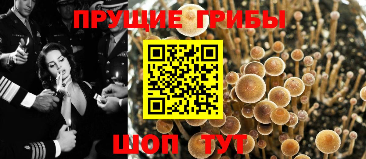 Псилоцибиновые грибы Psilocybine cubensis  Вход с VPN  Звенигород 